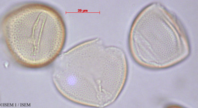 ISEM 1/Distylium_racemosum_29376/Distylium_racemosum_29376_0001(copy)_thumb.jpg